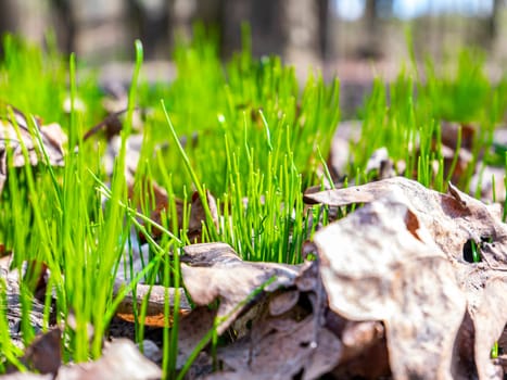 Spring green shoots of field plants under the sun. Earth Day. Place for text.
