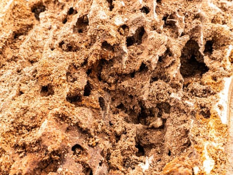 Texture of rotten wood eaten by insects. Background image place for text. Wood processing industry. Deforestation.