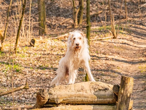 Purebred white setter dog on the street. Pets. Background