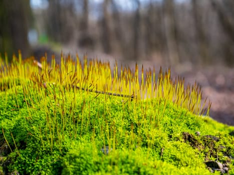 Spring green shoots on the moss in the forest. Earth Day. Place for text. Nature. Background image. Macro.