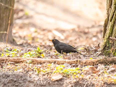 Blackbird bird in the spring forest under the sun rays. Nature. Birds. Background image. Animal world.
