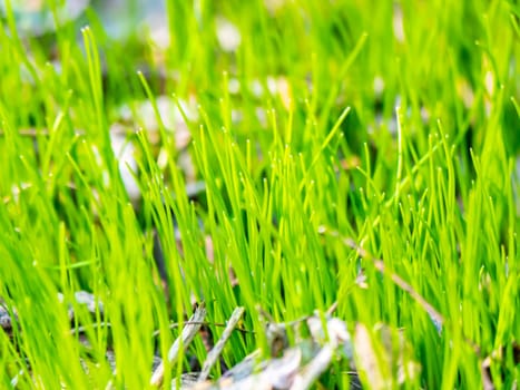 Spring green shoots of field plants under the sun. Earth Day. Place for text.