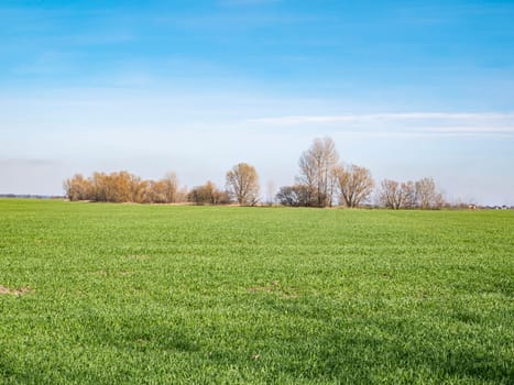 Green shoots of a farm field in spring against the blue sky. Sky horizon Earth Day. Background image. Place for text. Landscape. Agriculture.