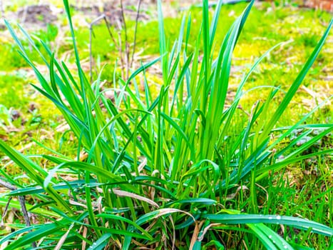 Spring green shoots of field plants under the sun. Earth Day. Place for text.
