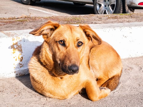 Red stray dog lies on the sidewalk. Background image. Place for text. City life. Animals.