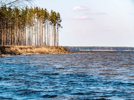 Water horizon with a pine shore against a blue cloudy sky. Natural background. A place for fishing. Background image. Place for text. Landscape. Sunny day. Blue sky.