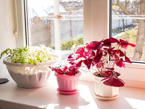Flowerpots on a window in the sun. Background image. Place for text. House.