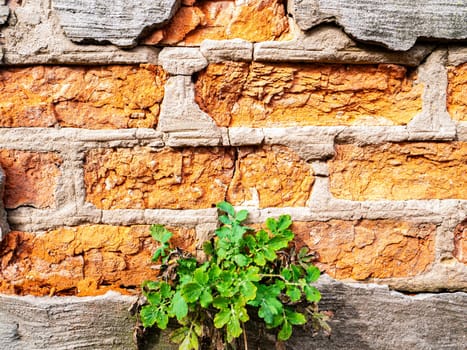 Old red brick wall with a green sprouted plant. Template for text. Place for text. Background image. Day of Remembrance. Astration. Vegetation. Environment.