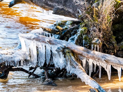 Tree branches in icicles over the water in the river. Natural landscape. Winter. Background image.
