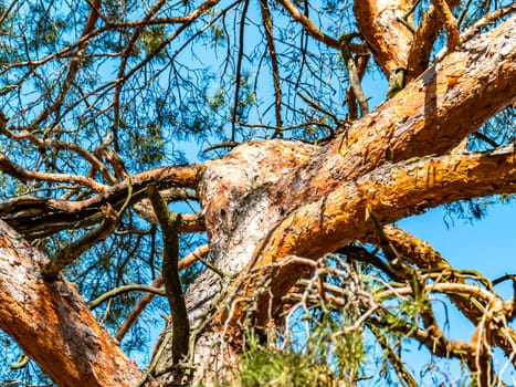 Pine tree branches against the blue sky. Natural background. Background image. Place for text. Landscape. Sunny day. Blue sky.