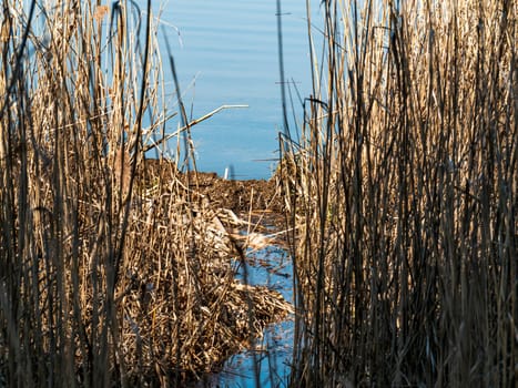 Reed cane above the surface of the water. Natural background. A place for fishing or hunting. Dnepr River. Background image. Place for text. Landscape. Sunny day. Blue sky.