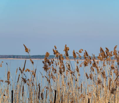 Reed cane above the surface of the water. Natural background. A place for fishing or hunting. Dnepr River. Background image. Place for text. Landscape. Sunny day. Blue sky.