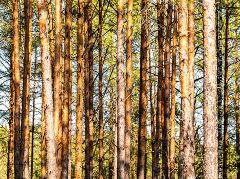 Trunks of pine forest trees in the sunlight. Natural background. A place for hunting. Background image. Place for text. Landscape. Sunny day. Blue sky.