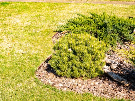 Decorative pine tree in a flowerbed of a public park. Green grass lawn. Background image. Place for text.