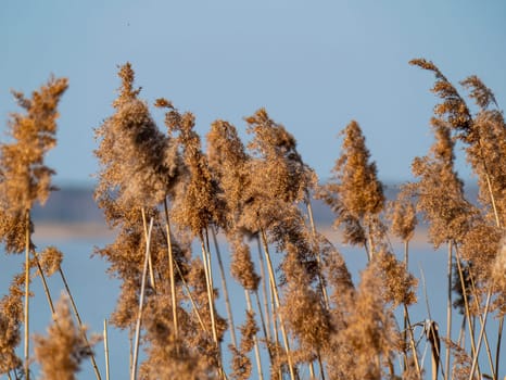 Reed cane above the surface of the water. Natural background. A place for fishing or hunting. Dnepr River. Background image. Place for text. Landscape. Sunny day. Blue sky.