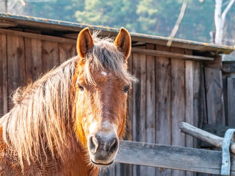 The head of a brown horse with a mane. Horse. Mare. The farm. Ranch. Cattle breeding. Agriculture. Place for text. Background image.