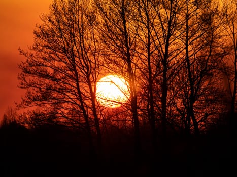 Tree branches against the backdrop of a sunny sunset on the horizon. Natural landscape. Background image.