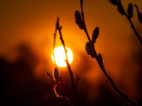 Flowering willow tree against the backdrop of a sunny sunset on the horizon. Natural landscape. Background image.