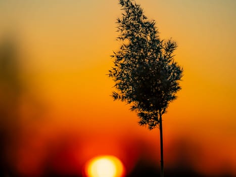 Field reeds against the backdrop of a sunny sunset on the horizon. Natural landscape. Background image.