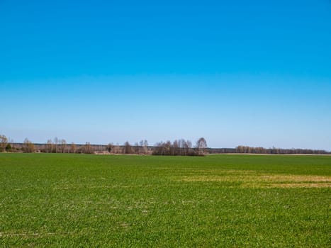 Spring shoots of winter crops on a farm field on a sunny day with blue sky. Cloud horizon. Agriculture. Place for text. Background image.