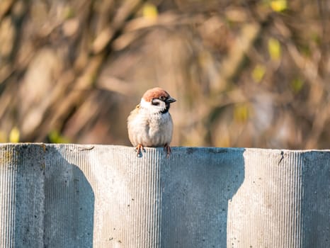 Sparrow bird sits on a slate fence. Animal world. Nature. Place for text. Background image.