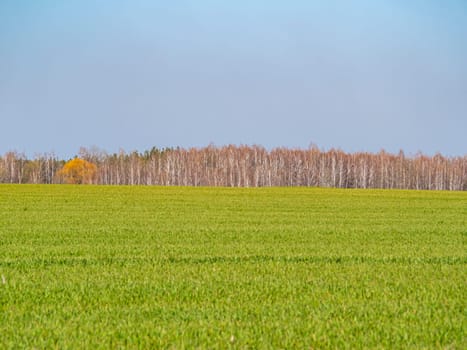 Spring shoots of winter crops on a farm field on a sunny day with blue sky. Cloud horizon. Agriculture. Place for text. Background image.