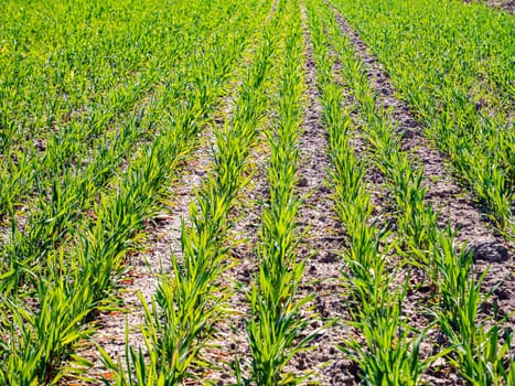 Green rows of winter shoots on a farm field in spring. Earth Day. Agriculture. Place for text. Background image.