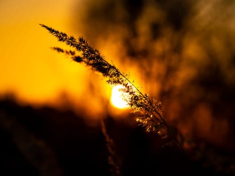 Field reeds against the backdrop of a sunny sunset on the horizon. Natural landscape. Background image.