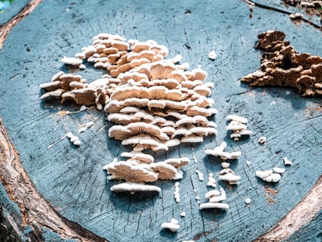 Mushroom growths on a stump of a sawn tree. Nature. Background image. Mushroom spores. Ecology. Landscape. On open air. Place for text. Sunlight. The shadows.