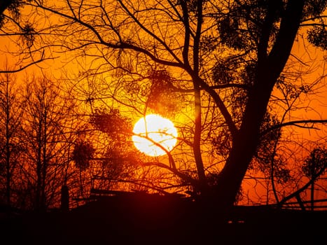 Tree branches against the backdrop of a sunny sunset on the horizon. Natural landscape. Background image.