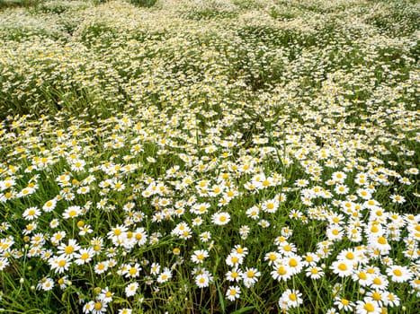 Field of white wildflowers daisies on a summer day. Background image. Outdoors. Admire the view. Poster. Greeting card. Background image. Place for text.