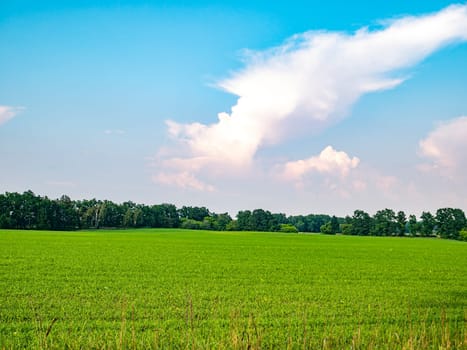 Green shoots of a winter farm field against a blue sky. Cloud horizon. Agriculture. Sunny day. Harvest. Agriculture. landscape. Background image. Trees on the horizon. Place for text.