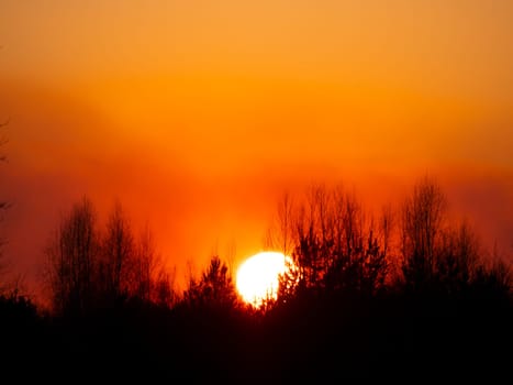 Tree branches against the backdrop of a sunny sunset on the horizon. Natural landscape. Background image.