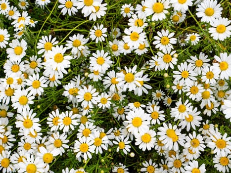 Field of white wildflowers daisies on a summer day. Background image. Outdoors. Admire the view. Poster. Greeting card. Background image. Place for text.