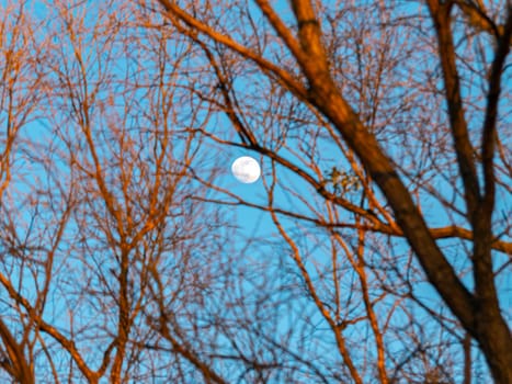 The moon against the evening blue sky through the branches of trees. Space. Satellite of the planet earth. Place for text. Background image.