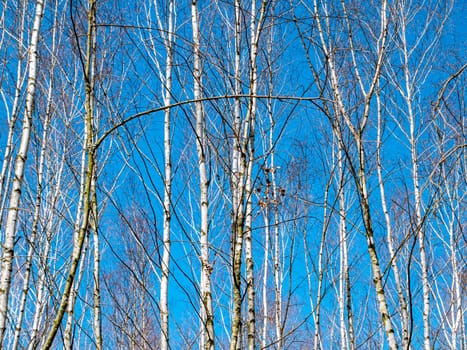 Birch grove trees against the blue sky. Place for text. Background image. Natural landscape. Ecology. Environment.