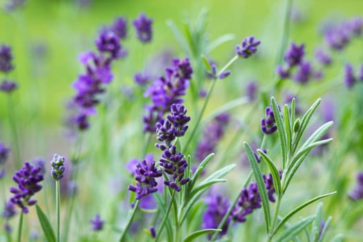 lavender flowers in the garden