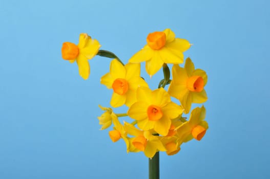 Yellow and orange daffodils on blue background