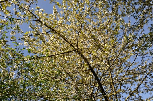 Cherry blossom branches in Normandy