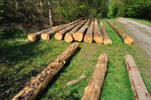 Cut tree trunks in the Saint-Pierre-Lès-Elbeuf communal forest