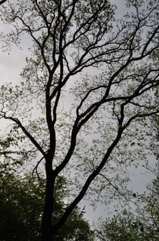 Communal forest of Saint-Pierre-Lès-Elbeuf