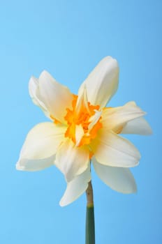Yellow and white daffodils on blue background