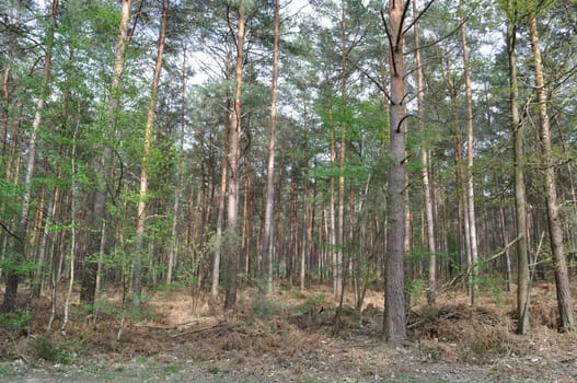Communal forest of Saint-Pierre-Lès-Elbeuf