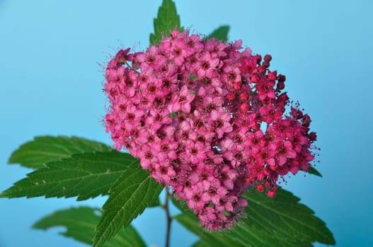 A bungei clerodendron studio shot