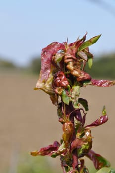 peach blister on a nectarine tree