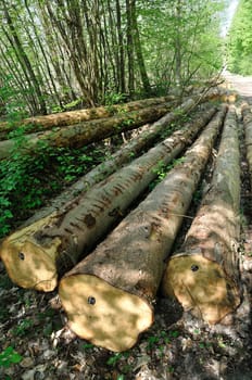 Cut tree trunks in the Saint-Pierre-Lès-Elbeuf communal forest