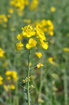 A rape field in Brittany