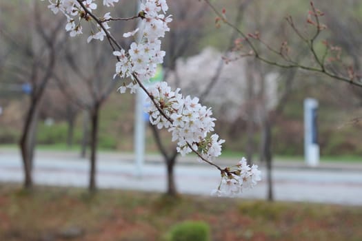 Blossoming white cherry flowers in spring time with green leaves