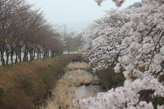 White cherry blossom in garden. Trees with white cherry flowers with lovely scenic view
