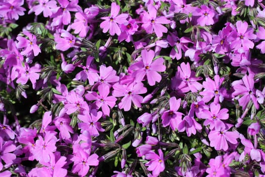 Lovely Purple Verbeba Flowers in a small garden. Verbena purple petals and green leaves.